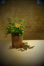 Load image into Gallery viewer, Large Brown Vaze
